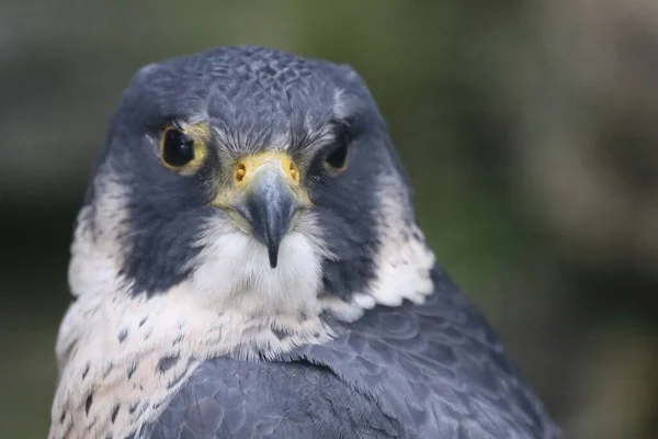 Wanderfalke Peregrine Falcon Falco Peregrinus — Foto de Stock