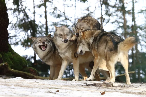 Wolf Wolf Canis Lupus — Fotografia de Stock