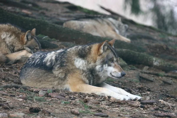 Wolf Wolf Canis Lupus — Fotografia de Stock