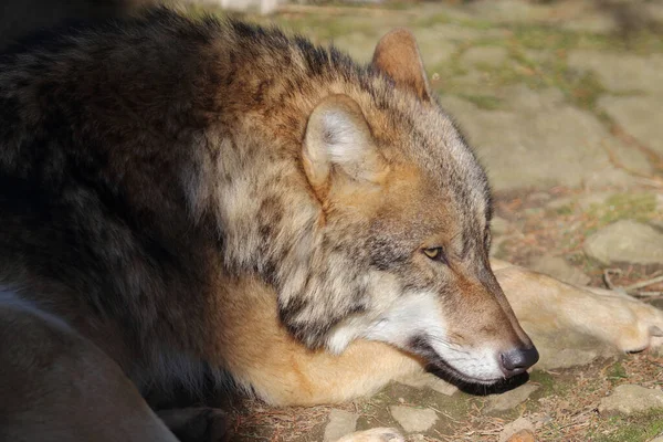 Wolf Wolf Canis Lupus — Φωτογραφία Αρχείου