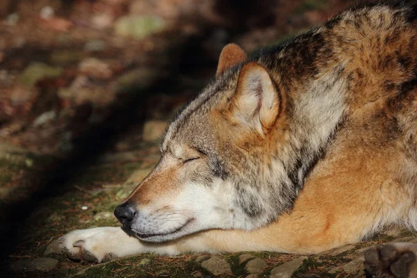 Wolf Wolf Canis Lupus — Stock fotografie