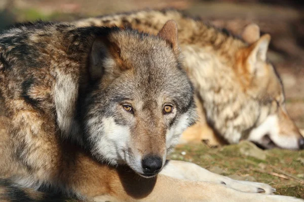 Wolf Wolf Canis Lupus — Fotografia de Stock
