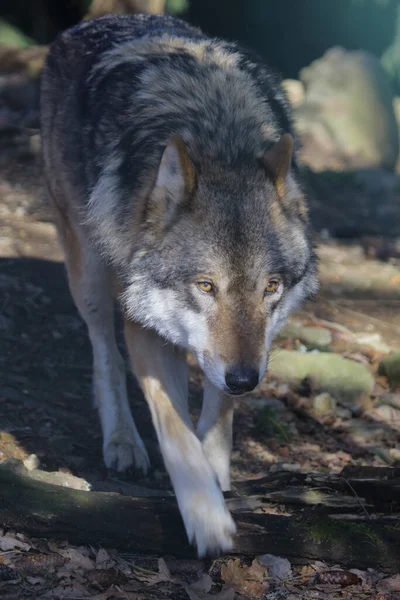Wolf Wolf Canis Lupus — Stok fotoğraf