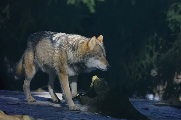 Wolf Wolf Canis Lupus — Φωτογραφία Αρχείου