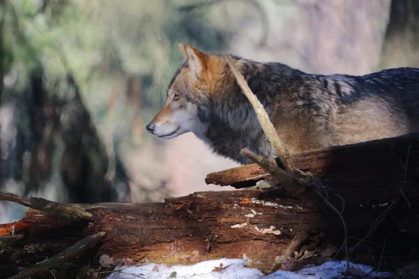 Wolf Wolf Canis Lupus — Φωτογραφία Αρχείου