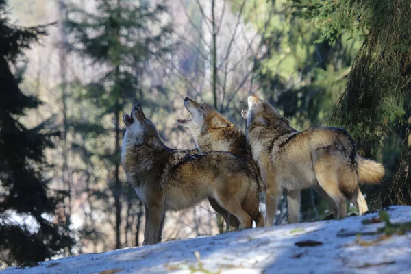 Wolf Wolf Canis Lupus — стоковое фото