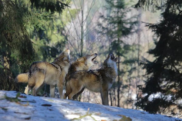 Wolf Wolf Canis Lupus — Zdjęcie stockowe