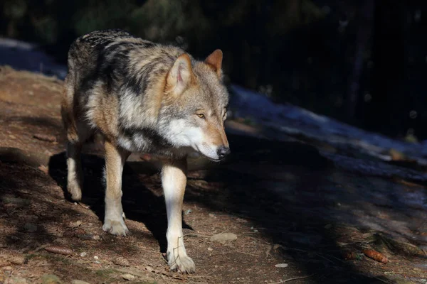 Wolf Wolf Canis Lupus — Fotografia de Stock