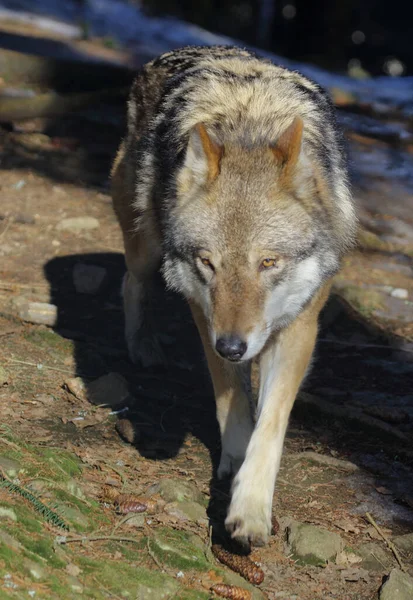 Wolf Wolf Canis Lupus — Fotografia de Stock