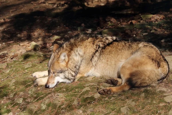 Wolf Wolf Canis Lupus — Stock Photo, Image