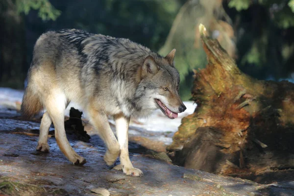 Wolf Wolf Canis Lupus — Fotografia de Stock