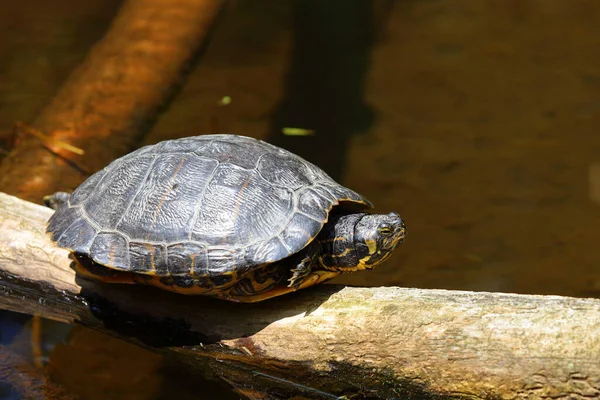 Europaeische Sumpfschildkrte European Pond Turtle Emys Orbicularis — ストック写真