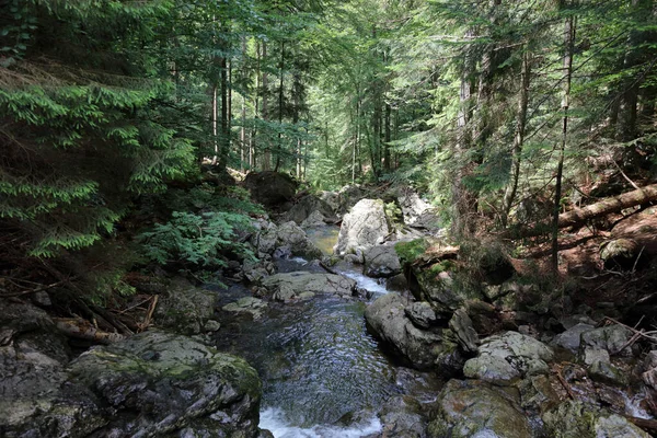 Landschaft Bayern Bayrischer Wald Riesbach Landscape Bavaria Bavarian Forest Riesbach — стоковое фото