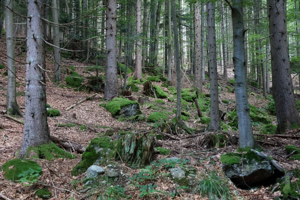 Landschaft Bayern Bayrischer Wald Landscape Bavaria Bavarian Forest — Stockfoto