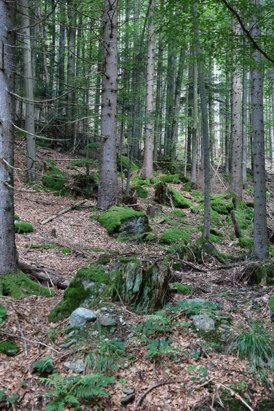 Landschaft Bayern Bayrischer Wald Landscape Bavaria Bavarian Forest — Foto Stock