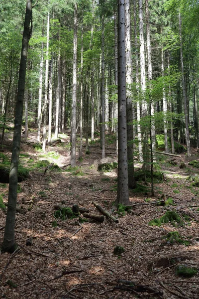 Landschaft Bayern Bayrischer Wald Landscape Bavaria Bavarian Forest — Foto de Stock