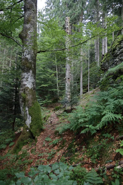 Landschaft Bayern Bayrischer Wald Rieslochfaelle Landscape Bavaria Bavarian Forest Riesloch — Stockfoto