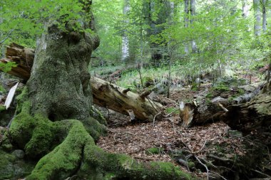 Landschaft Bayern - Bayrischer Wald / Landscape Bavaria - Bavarian Forest / 