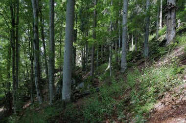 Landschaft Bayern - Bayrischer Wald / Landscape Bavaria - Bavarian Forest / 