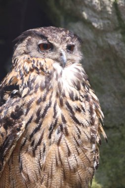 Uhu / Eurasian eagle-owl / Bubo bubo