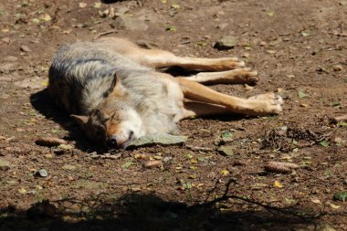 Wolf / Wolf / Canis lupus