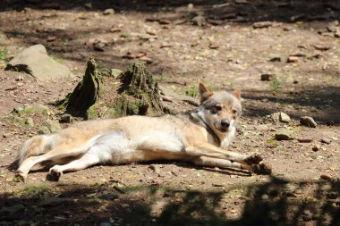 Wolf / Wolf / Canis lupus