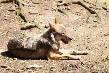 Wolf / Wolf / Canis lupus