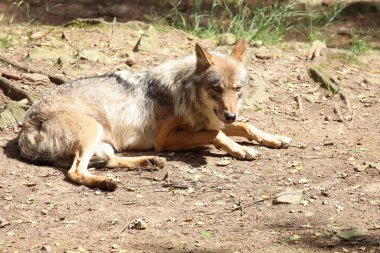Wolf / Wolf / Canis lupus