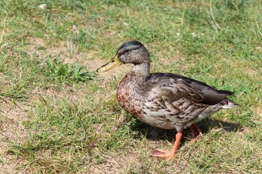 Stockente / Mallard / Anas platyrhynchos