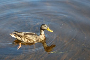 Stockente / Mallard / Anas platyrhynchos