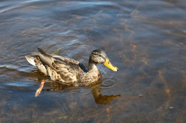 Stockente / Mallard / Anas platyrhynchos