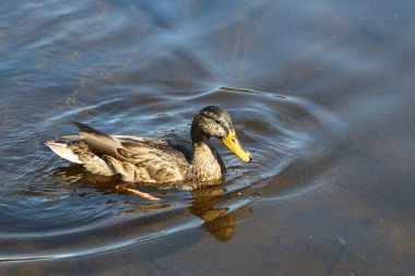 Stockente / Mallard / Anas platyrhynchos
