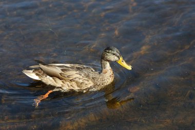 Stockente / Mallard / Anas platyrhynchos