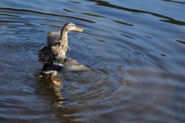 Stockente / Mallard / Anas platyrhynchos