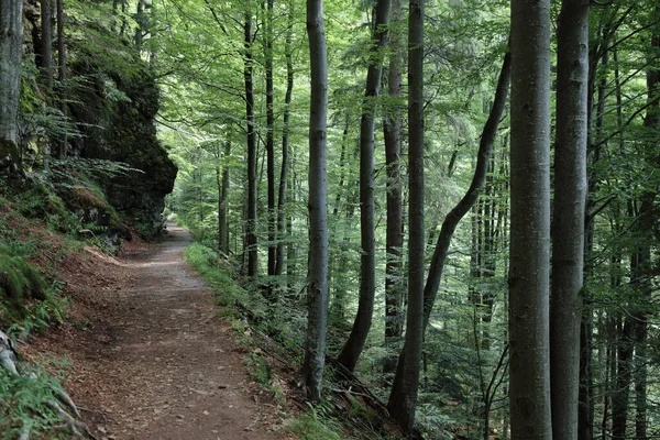 Landschaft Bayern Bayrischer Wald Landscape Bavaria Bavarian Forest —  Fotos de Stock