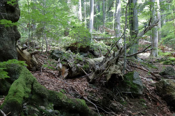 Landschaft Bayern Bayrischer Wald Landscape Bavaria Bavarian Forest — ストック写真