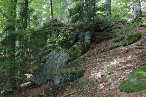 Landschaft Bayern Bayrischer Wald Landscape Bavaria Bavarian Forest — Stock Photo, Image