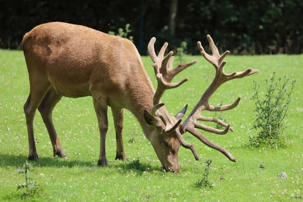 Rothirsch Red Deer Cervus Elaphus — ストック写真