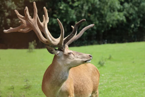 Rothirsch Red Deer Cervus Elaphus — ストック写真