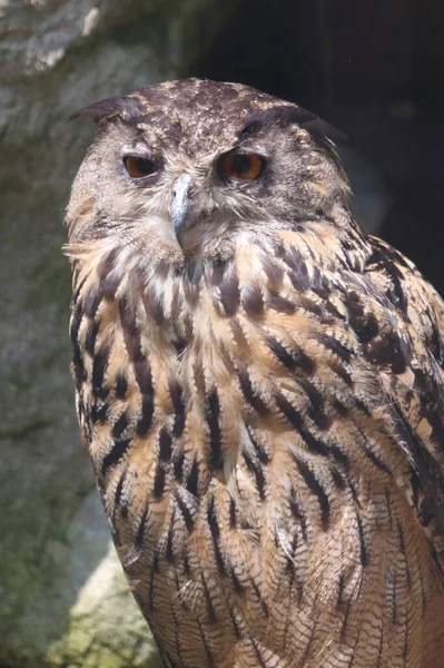 Uhu Eurasian Eagle Owl Bubo Bubo — Fotografia de Stock
