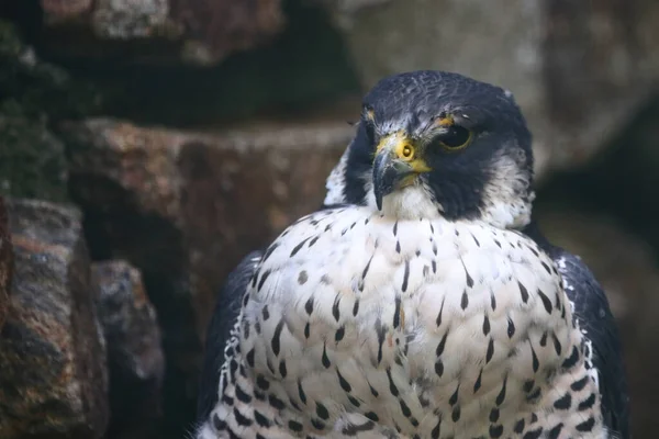 Wanderfalke Peregrine Falcon Falco Peregrinus — Foto de Stock
