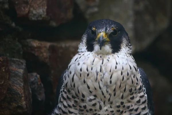 Wanderfalke Peregrine Falcon Falco Peregrinus — Foto de Stock