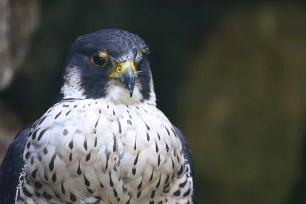 Wanderfalke Peregrine Falcon Falco Peregrinus — Foto de Stock