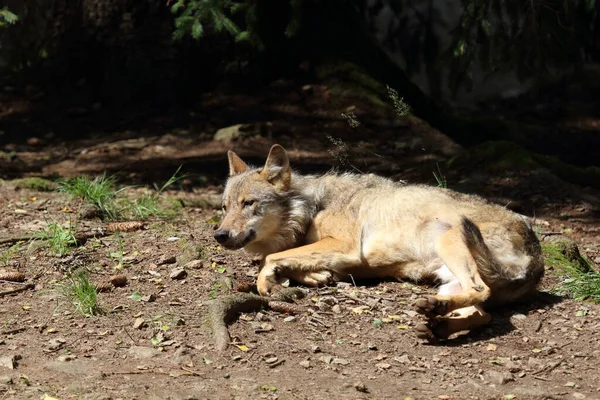 Wolf Wolf Canis Lupus — Φωτογραφία Αρχείου