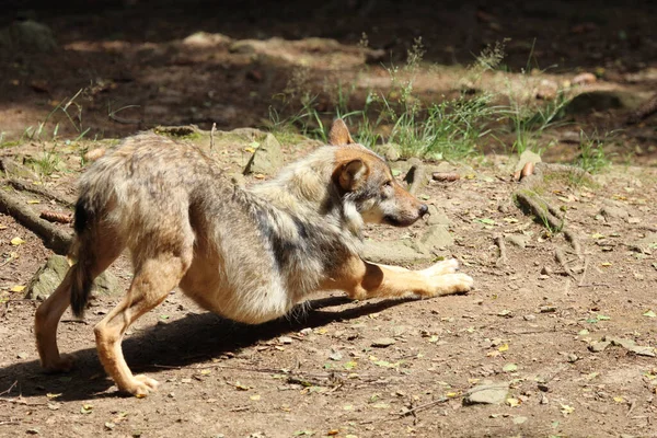 Wolf Wolf Canis Lupus — Φωτογραφία Αρχείου