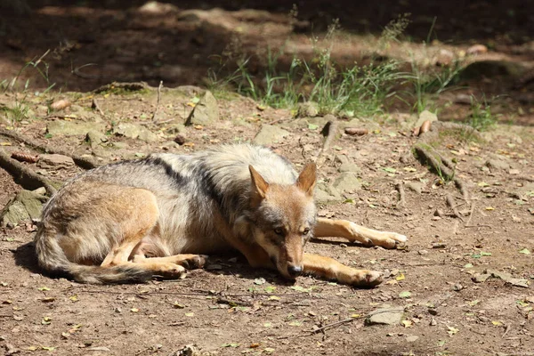 Wolf Wolf Canis Lupus — Φωτογραφία Αρχείου