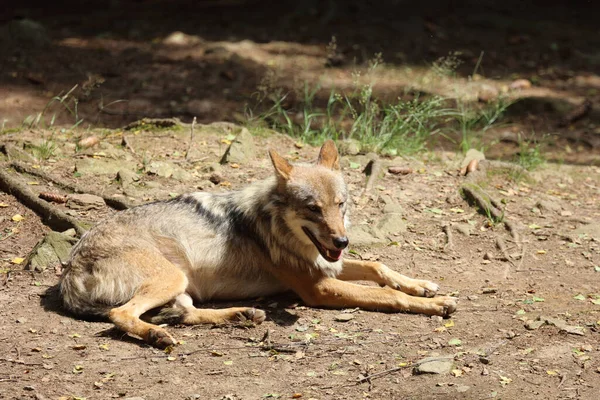Wolf Wolf Canis Lupus — Φωτογραφία Αρχείου