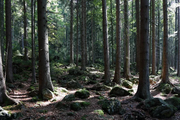 Landschaft Bayern Landscape Bavaria — Zdjęcie stockowe