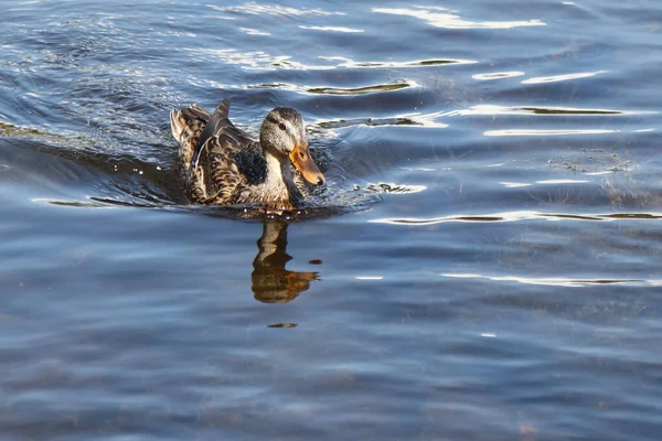 Stockente Mallard Anas Platyrhynchos — стокове фото