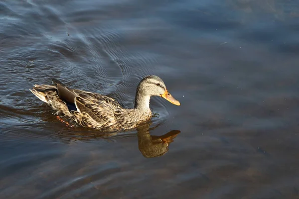 Stockente Mallard Anas Platyrhynchos — Stock Fotó